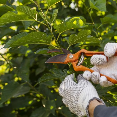 close-up-gardener-taking-care-plants close-up-gardener-taking-care-plants